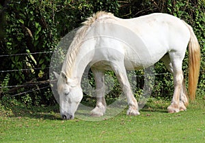 White Shire horse .