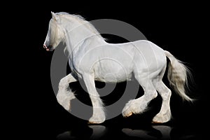 White shire horse isolated on the black