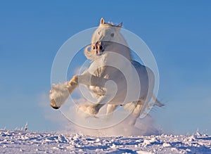 White shire horse running in the snow