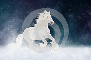 White Shire horse stallion runs gallop over star sky background