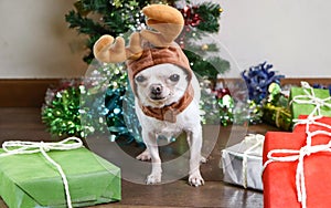 White short hair Chihuahua with deer horn hat standing with Christmas tree background