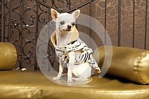 White short hair Chihuahua dog photo