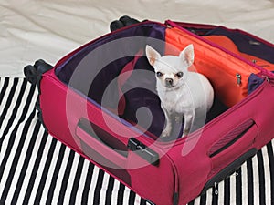 White short hair Chihuahua dog sitting in pink suitcase, smiling and looking at camera, travelling concept