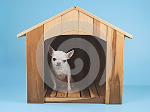 white short hair Chihuahua dog sitting in wooden dog house isolated on blue background, looking at camera