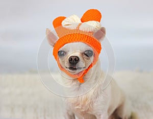 White short hair chihuahua dog wearing orange color knit wool hat with white ribbon