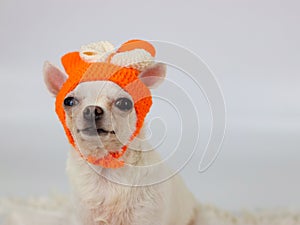 White short hair chihuahua dog wearing orange color knit wool hat with white ribbon