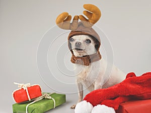 White short hair Chihuahua dog wearing reindeer horn hat  sitting  with red and green gift boxes and  red scarf  on white