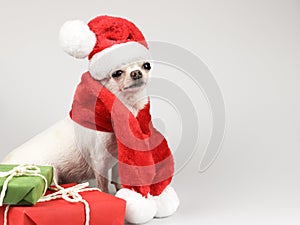 White short hair Chihuahua dog wearing Santa Claus hat and red scarf, sitting by  red and green gift boxes on white background.