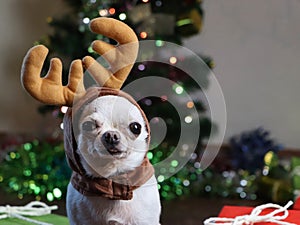 White short hair Chihuahua with Rein deer  hat standing with Christmas tree