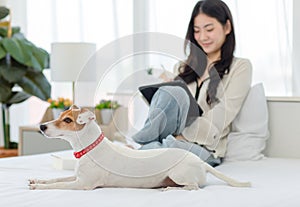 White short hair parson jack russell terrier dog laying lying down on bed with Asian young cheerful female owner sitting smiling