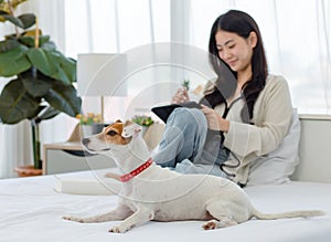White short hair parson jack russell terrier dog laying lying down on bed with Asian young cheerful female owner sitting smiling