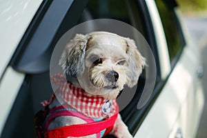 White short hair Shih tzu dog with cutely clothes looking out of the car window