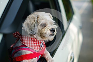 White short hair Shih tzu dog with cutely clothes looking out of the car window