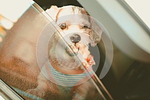 White short hair Shih tzu dog with cutely clothes looking out of the car window