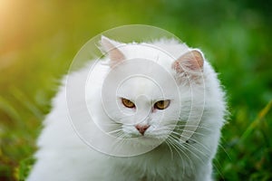 White shorthair cat on the field with dandelions