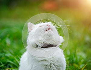 White shorthair cat on the field with dandelions
