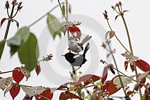 White-shouldered fairywren or Malurus alboscapulatus observed in Arfak Mountains in West Papua