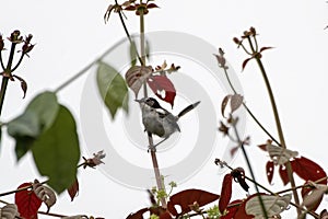 White-shouldered fairywren or Malurus alboscapulatus observed in Arfak Mountains in West Papua