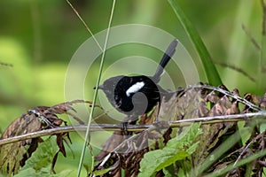 White-shouldered fairywren or Malurus alboscapulatus observed in Arfak Mountains in West Papua