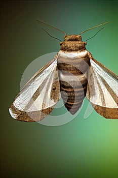 White-shouldered House Moth Animal. Illustration Artist Rendering