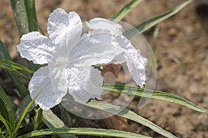 White Showers Mexican Petunia flowers photo
