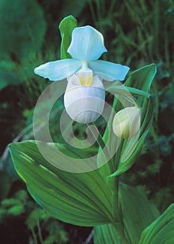 White `Showy` Lady slipper Orchids in bloom