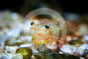 White shrimp in the aquarium