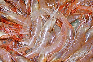 White Shrimp recently Fished, Fish Market, Spain photo