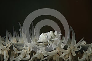 White shrimp on soft corral