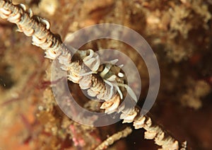 White shrimp on soft corral
