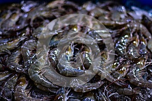 White shrimp are sold at Ban Chong Samaesan Seafood Market photo