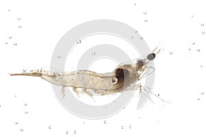 White shrimp swimming