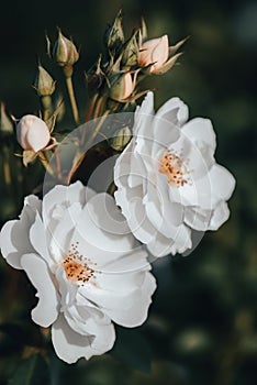 White shrub rose Spinnaker Amorina Amorina Ricco by De Ruiter in rose garden