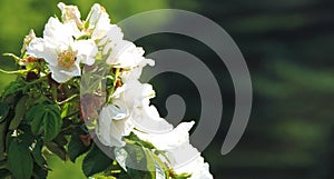 White shrub rose, summer time, copy space , banner