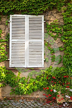 Shutters in window on exterior building wall covered in ivy