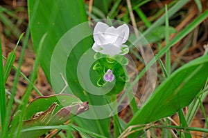 White Siam tulip