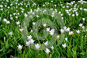 White Siam Tulip or Curcuma alismatifolia