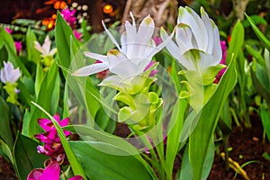 White Siam Tulip - Dok Krachiao Field