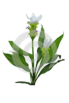 White Siam tulip flower