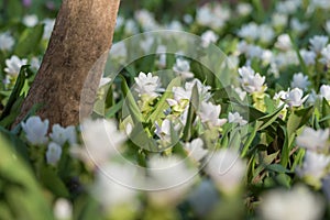 White Siam Tulip flower field under the tree