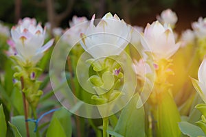 White Siam Tulip in national public park