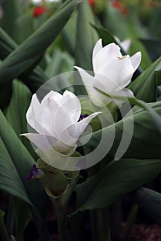 White Siam Tulip on the Nursery plants. Curcuma alismatifolia or summer tulip is a tropical plant native to Laos.