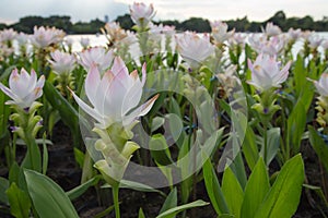 White Siam Tulip in the park