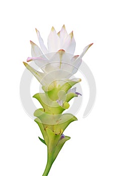 White Siam Tulip (Patumma) flower isolated on white