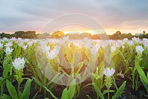 White siam tulip in public park with sunset tone background