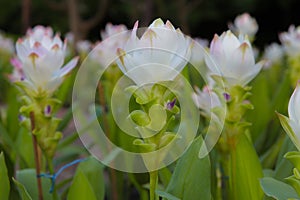 White Siam tulip in Thailand