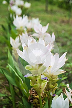 White Siam tulips blooming in the forest