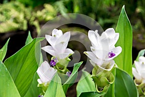 White Siam tulips blooming in the park. Siam Tulip of Thailand