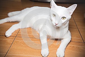 White Siamese cat looking at camera