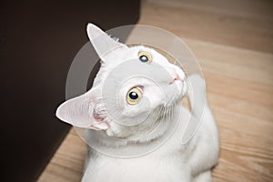 White Siamese cat looking at camera